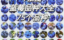 最新引进蓝莓品种有哪些特点？