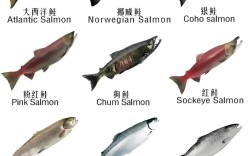 水产市场有哪些常见品种？
