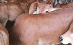 牛品种改良大多采用什么技术？