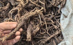 2025猪苓最新价格多少？