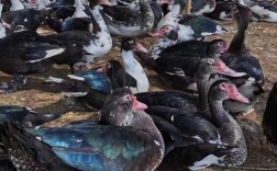 江苏盐城新品种黑羽番鸭有何优势？