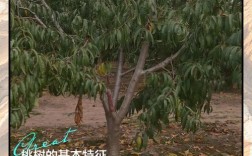 刘光战1号桃树品种有何特点？