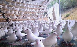 专业肉鸽养殖技术哪家好？