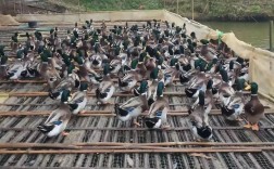 旱养肉食鸭子养殖技术