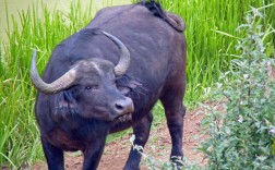 中国水牛品种到底有多少？