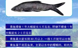青鱼养殖技术视频教程如何学透关键要点？