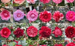 名贵茶花品种有哪些？