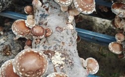 香菇种植技术有哪些科技突破？