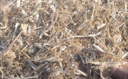 玉米秸秆基质生产技术如何实现高效转化？