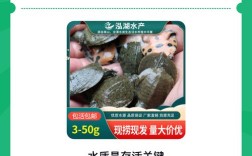 甲鱼幼苗养殖技术要点有哪些？