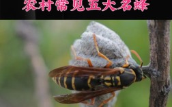 北方适合养什么蜜蜂品种？