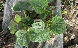 露地黄瓜病害咋防治？