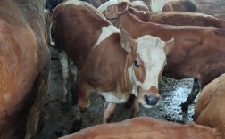 杂交黄牛技术视频如何高效播放学习？