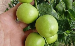 冬枣大棚管理有哪些关键技术要点？