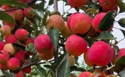 近期哪些苹果树品种好