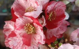 海棠花最好品种是什么