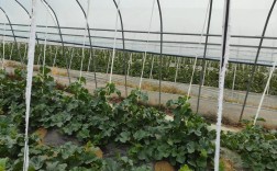 秋季大棚甜瓜种植咋管理？