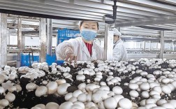 双孢菇国外种植技术有何关键要点？