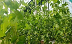 冬季大棚豆角咋种植？高产技术要点有哪些？