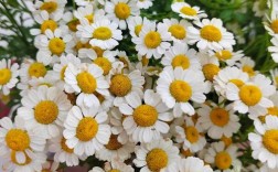 切花洋甘菊怎么种才高产？