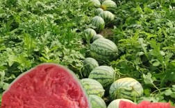 麒麟西瓜品种知多少？