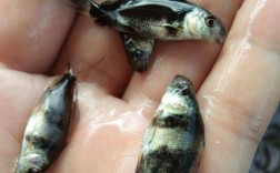 2025年中华胭脂鱼价格会涨跌吗？