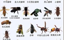 蜜蜂养殖技术全集哪里能下载？