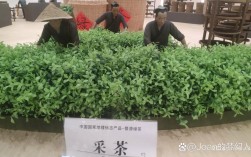 农广天地茶叶种植技术详解，从选种到加工有哪些关键步骤能提升产量与品质？