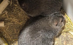 重庆刘勇竹鼠养殖技术有何秘诀？