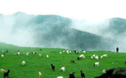 晴隆羊是真实品种吗？