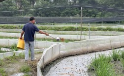 人工养殖青蛙技术视频，如何快速掌握核心技巧？