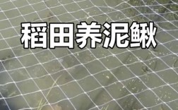 稻田泥鳅养殖技术要点有哪些？