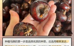 马蹄高产个大咋实现？种植技术有啥诀窍？