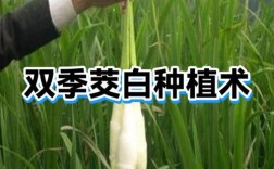 茭白种植技术视频，新手必看？