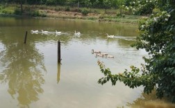 池塘鱼鹅混养技术视频，如何科学管理？