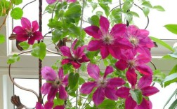 铁线莲哪些品种比较好养？