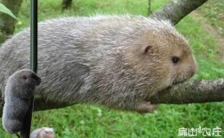 哪种竹鼠品种销路最好？