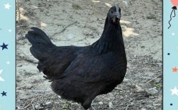 黑鸡有哪些品种？附图片参考。