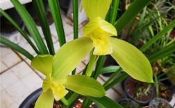 春剑黄素常见品种有哪些？