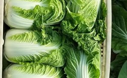 春季大棚种什么白菜品种