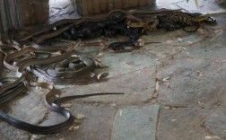 北方养蛇技术培训基地如何学技术？