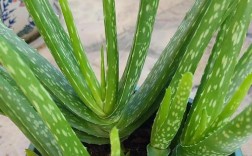 家里适合栽什么品种芦荟？