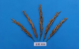 龙粳51品种产量和抗性如何？