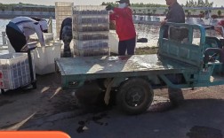 龙虾苗批发如何养好？技术要点有哪些？