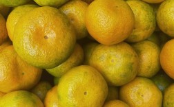 2025年柑橘新品种有哪些？