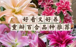 哪种百合品种口感最佳？