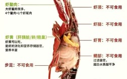 中国小龙虾有哪些常见品种？