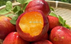 油桃什么品种最好最大