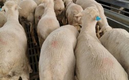 养羊选什么品种回本快？