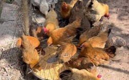 私人养鸡技术视频哪里找？